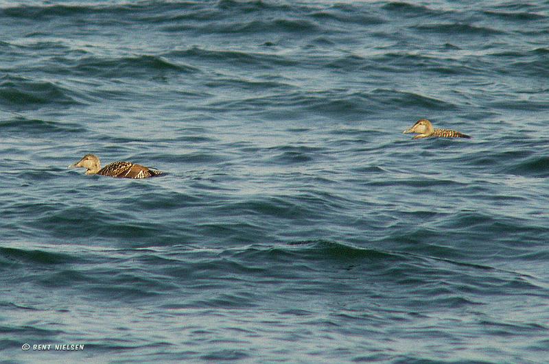 438_ederfugle_bentn_dk.jpg - To hun-ederfugle kom forbi kysten ved Stokkerup/Øresund.- 15 Maj 2008.