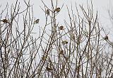 IMG_1447_bentn_dk