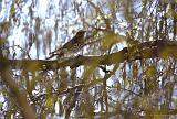 IMG_5215_bentn_dk