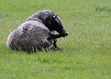 IMG_6076_bentn_dk