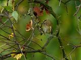 IMG_8137_bentn_dk
