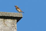 bentn_dk_bynkefugl_23-05_2011