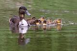 IMG_0419_bentn_dk