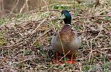 IMG_2748_bentn_dk