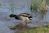 P2048165_bentn_dk