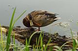 P9102403_bentn_dk