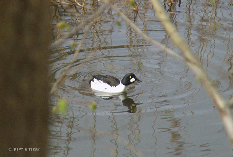 P4144086_bentn_dk.jpg - Nymølle. April 2008