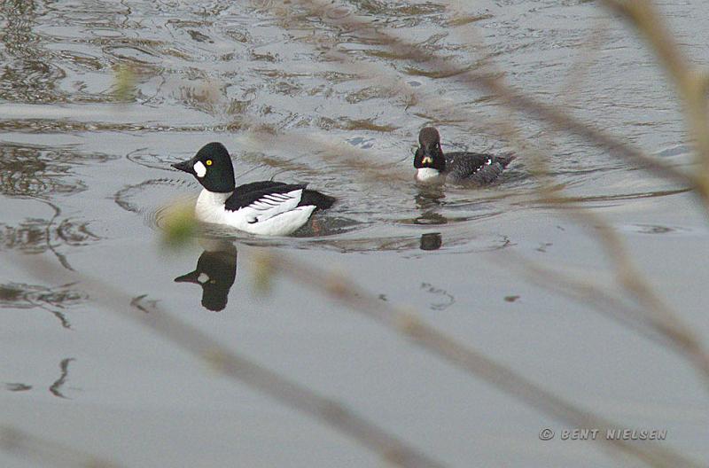 P4144100_bentn_dk.jpg - Nymølle. April 2008