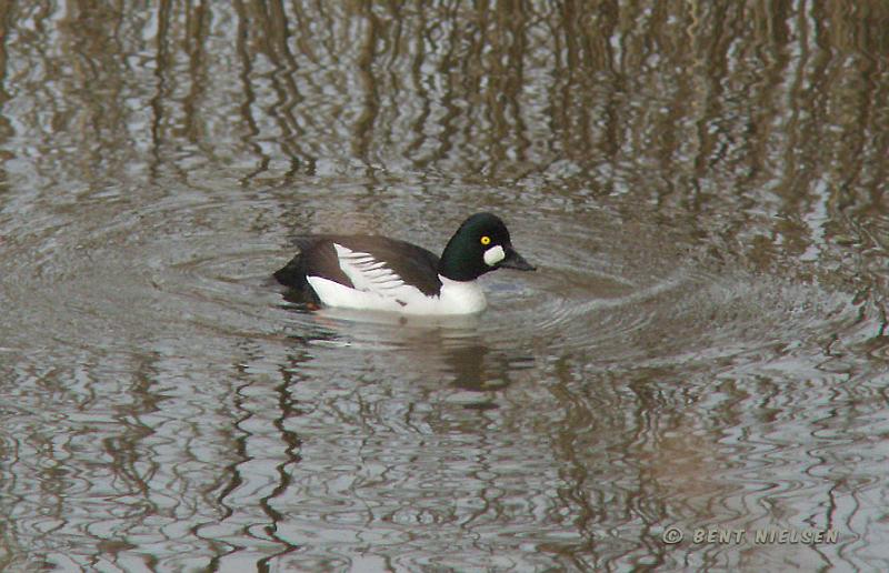 P4144102_bentn_dk.jpg - Nymølle. April 2008