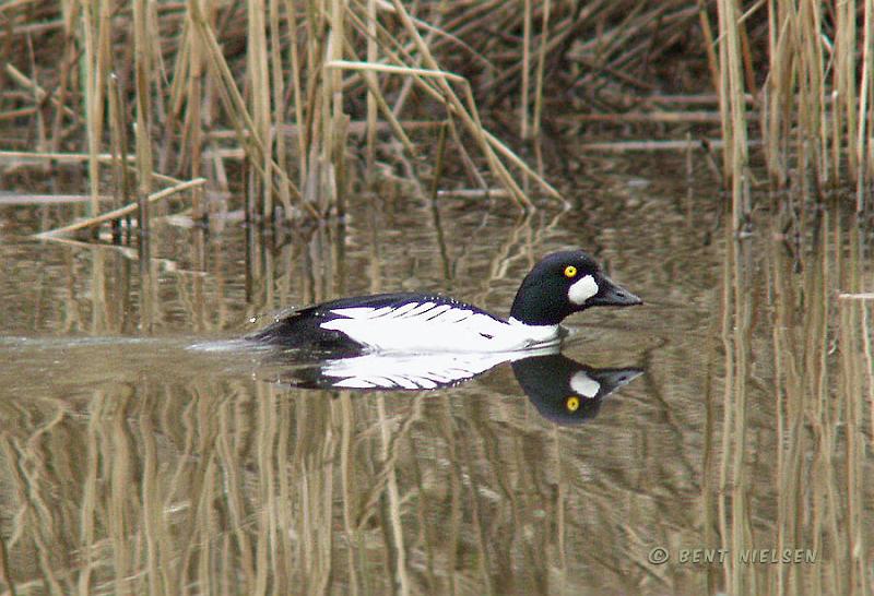 P4164259_bentn_dk.jpg - Sorgenfri Slotspark 16-04 2008.- Han