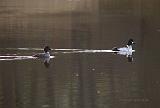 P4154186_bentn_dk
