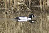 P4164259_bentn_dk