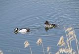 P4184345_bentn_dk