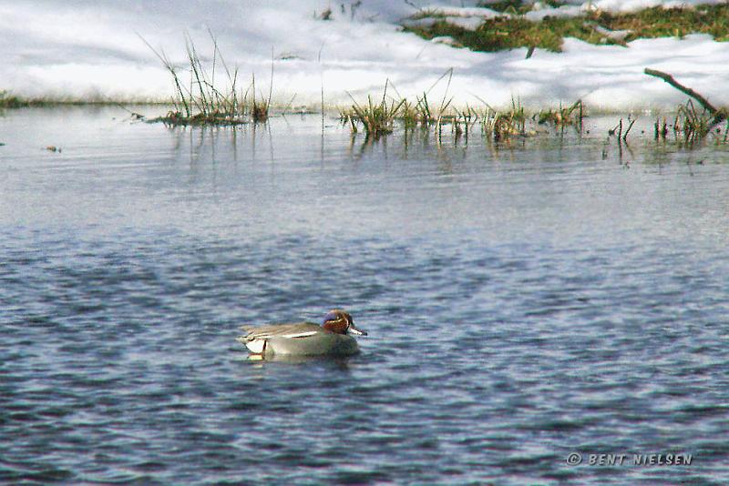 P3181693_bentn_dk.jpg - Krikand (Hannen) Jægersborg Dyrehave: 18 Marts 2008