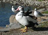P1020062_bentn_dk