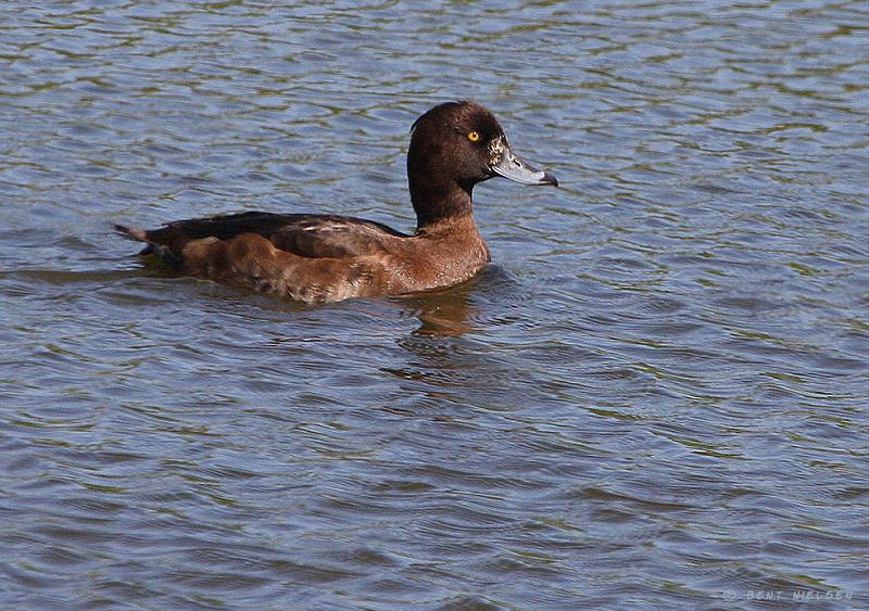 IMG_8102_bentn_dk.jpg - Jægersborg dyrehave 29 april 2011.- Hunnen