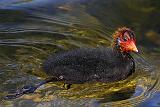 IMG_5172_bentn_dk