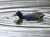 P1290879_bentn_dk