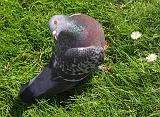 IMG_9558_bentn_dk