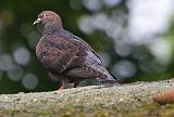 IMG_9916_bentn_dk