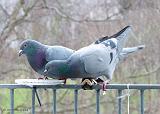 P1150697_bentn_dk