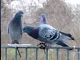 P1170175_bentn_dk