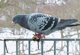 P1170552_bentn_dk