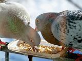 P1180760_bentn_dk