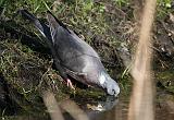 IMG_1484_bentn_dk