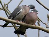 IMG_7624_bentn_dk