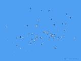 P1180006_bentn_dk