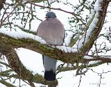 P1180527_bentn_dk