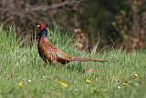 IMG_9245_bentn_dk