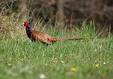 IMG_9250_bentn_dk