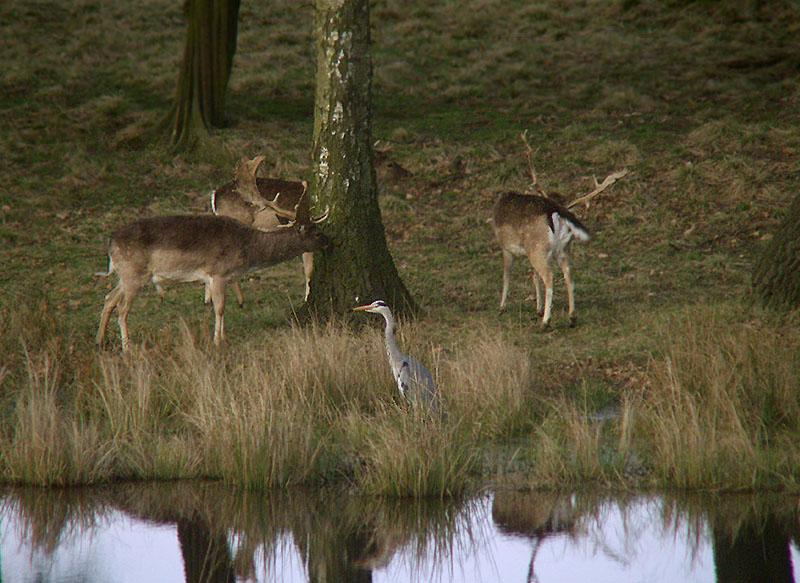 P4133977_bentn_dk.jpg - Jægersborg Dyrehave 13-04 2008