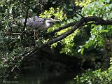 IMG_4148_bentn_dk