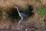IMG_6294_bentn_dk