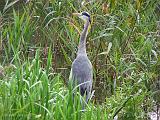 P1000206_bentn_dk