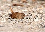 IMG_3535_bentn_dk