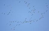 IMG_0070_bentn_dk