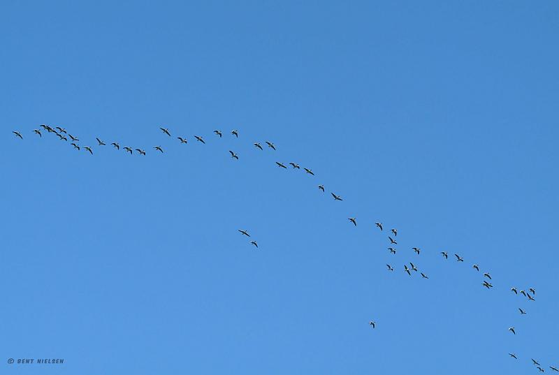 P1010923_bentn_dk.jpg - Jeg gik på en skovsti i Dyrehaven da jeg hørte dem.  Jeg tog benene på nakken og nåede lige ud til at se dem flyve over mig. (07-10 2008.)