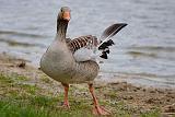 IMG_1880_bentn_dk