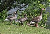 IMG_5989_bentn_dk