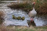 IMG_6812_bentn_dk