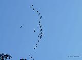 P1010925_bentn_dk
