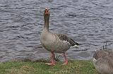 P3020066_bentn_dk