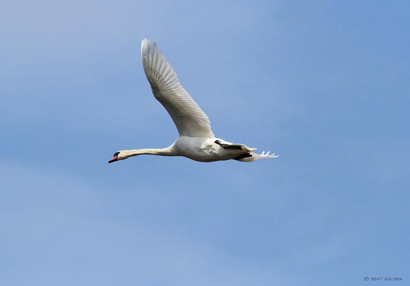 IMG_7104_bentn_dk.jpg - Den landede i dammen i Hjortekæret, hvor et andet svanepar var. Hannen jog den på flugt   Jægersborg dyrehave 23-04 2012