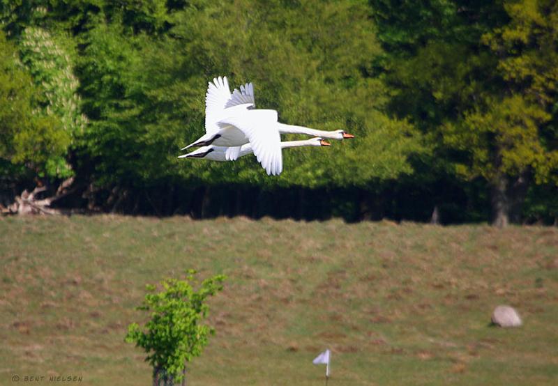 IMG_9578_bentn_dk.jpg - Jægersborg dyrehave 10 maj 2011