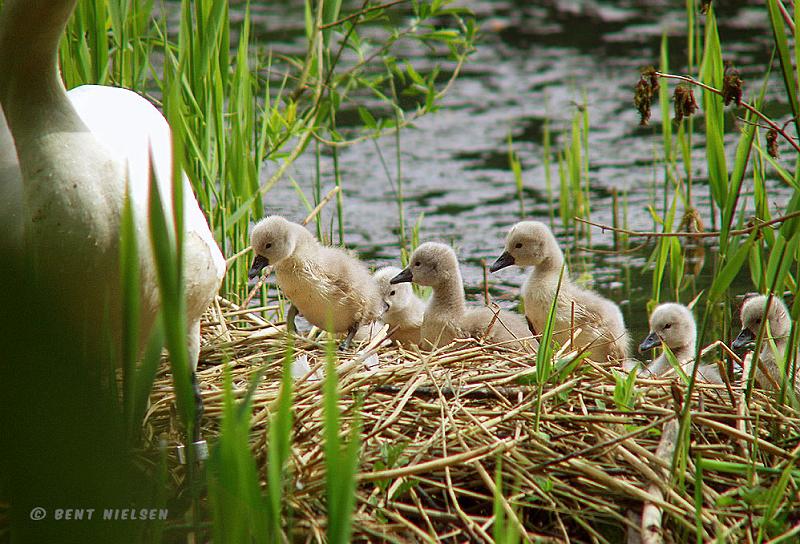 P5205556_bentn_dk.jpg - Raadvad (Stampedam) 20-05 2008