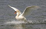 IMG_4102_bentn_dk